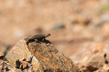 Small lizard sunning on a rock
