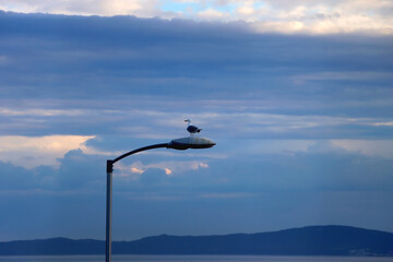 Seagull on the lamppost, cloudy sky in the background.