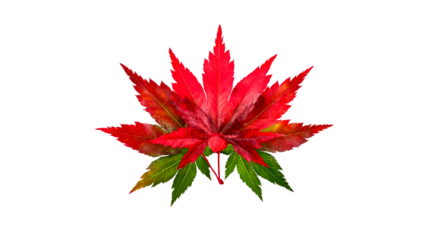Vibrant maple foliage, autumnal color transition, cut out transparent