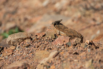 Small lizard sunning on a rock
