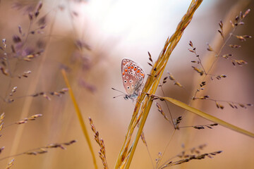 Motyl Modraszek ikar wśród traw na łące. 