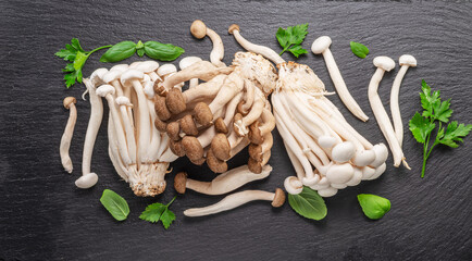 Cluster of hon shimeji edible japanese mushrooms isolated on white background. Close-up.