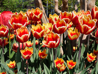Close-up of red and yellow tulips (Tulipa)