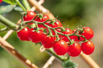 Cherry tomatoes covered with water drops on tomato plant close up.