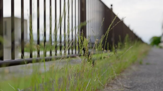 木の葉が舞う癒しのスロー映像、穏やかな風が木々を揺らす美しい瞬間