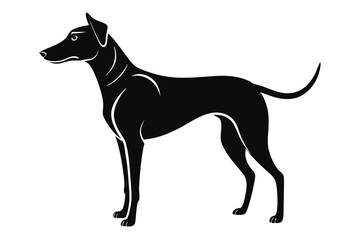 Alert Hound Dog In Full Body Side View