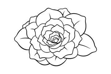 Elegant outline illustration of a beautiful rose blooming fully isolated on white background