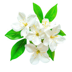 Fototapeta premium Delicate floral arrangement with green leaves and petals on transparent background