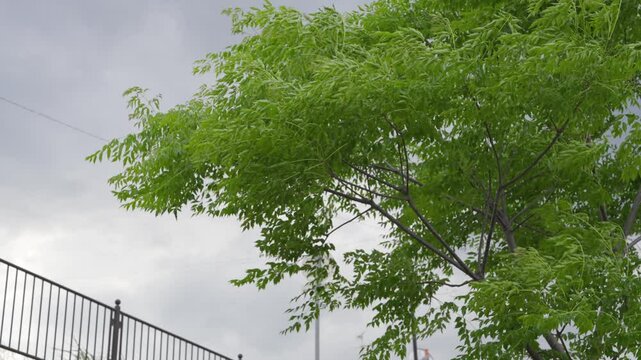 木の葉が舞う癒しのスロー映像、穏やかな風が木々を揺らす美しい瞬間