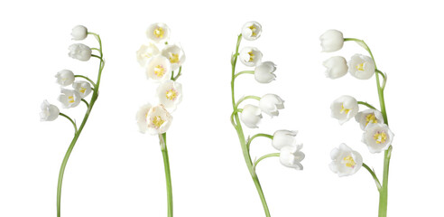 Beautiful lily of the valley flowers isolated on white, set