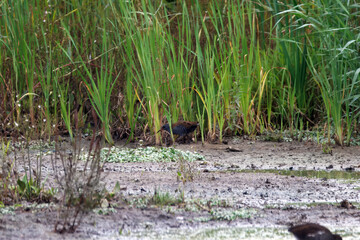European water rail, Rallus aquaticus, hidden in the reeds