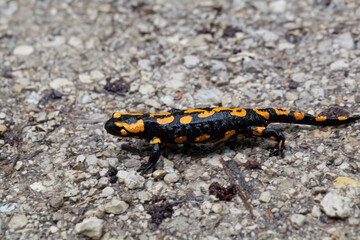 Fire salamander, Salamandra salamandra
