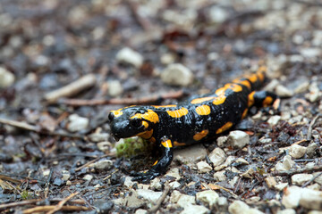 Fire salamander, Salamandra salamandra