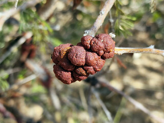 Galls of an Uromycladium fungi on a branch of a tree.