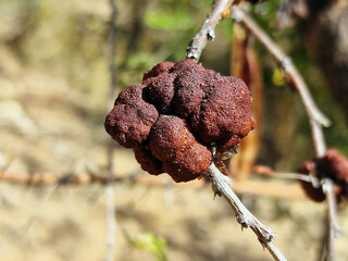 Galls of an Uromycladium fungi on a branch of a tree.