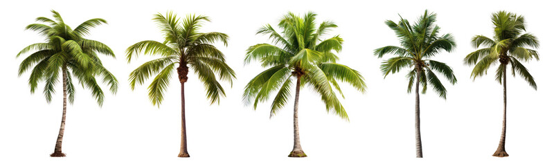 Obraz premium PNG Tropical palm trees landscape beauty., elements on transparent background