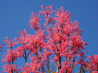 Cedrela sinensis or Toona sinensis with its red leaves on blue background
