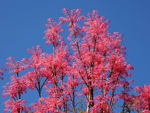 Cedrela sinensis or Toona sinensis with its red leaves on blue background