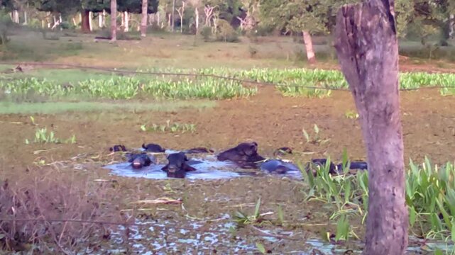 Group of domestic water buffaloes wallowing in a muddy wetland surrounded by green vegetation and forest trees in rural countryside, a natural and peaceful scene in a farming environment