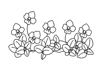 Black and white line art illustration of beautiful african violet flowers and green leaves