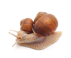 Mother snail and her baby.