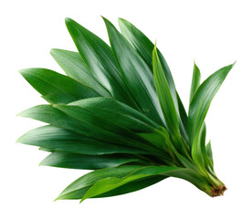 Obraz premium Exploring tropical greenery vibrant plant showcase in natural environment view isolated on transparent background