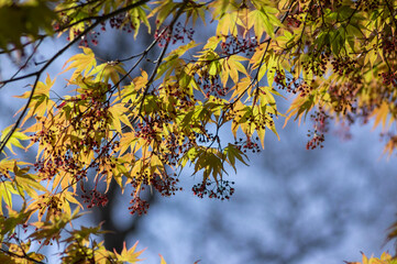 Acer palmatur smooth japanesse maple in bloom with bright colors foliage, deciduous flowering ornamental palmate small tree