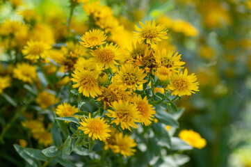 Inula spiraeifolia spirea-leaved fleabane flowers in bloom, beautiful summer autumn yellow flowering ornamental plant