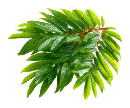 Lush green leaf nature freshness viewpoint isolated on transparent background