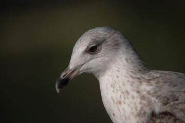 The European Herring Gull (Larus argentatus).