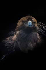 Big Bird Eastern imperial eagle (Aquila heliaca)  black background