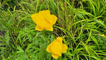 Trollius europaeus, the globeflower, is a perennial flowering plant of the family Ranunculaceae....