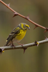 The European serine, or simply the serine
