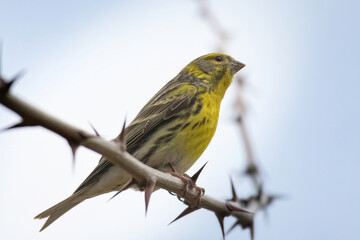 The European serine, or simply the serine Serinus serinus