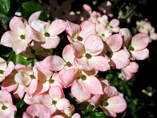 Closeup dogwood (Cornus) with its pink flowers in the french garden