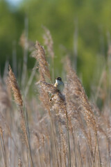 Whinchat saxicola rubetra male sitting on grass..