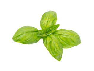 Basil isolated. Green Basil Leaves.