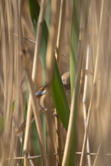 Bearded tit (Panurus biarmicus) female