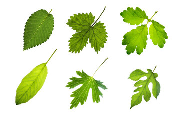 Set of green plant leaves isolated on white background.