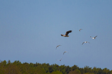 Haliaeetus albicilla - a bird in flight against a blue sky