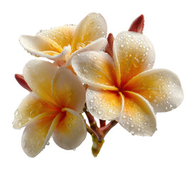 Vibrant plumeria blossoms with water droplets nature serene beauty isolated on transparent background