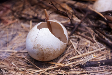 Empty cracked white eggshell resting on natural forest floor covered with dried grass, twigs and...