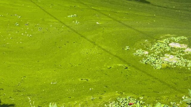Green Azolla Floating on Pond Water | Natural Aquatic Plant Stock Footage

