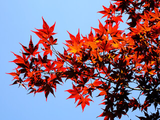 Closeup of red leaves Japanese maple on blue sky background