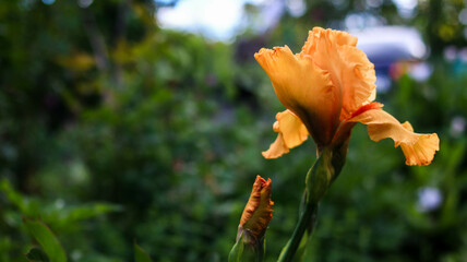 flowers iris varietal special in the garden in spring close-up