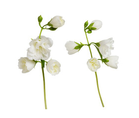 Set of small twigs of Jasmine (Philadelphus) flowers isolated on white or transparent background