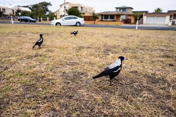 Magpies in Suburban Park