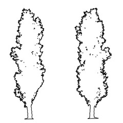 Obraz premium Set or collection of Lombardy Poplar trees as black line drawing silhouette on white background. Concept or conceptual vector for nature, planet, ecology conservation, strength, endurance and beauty