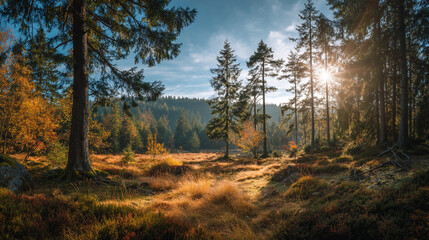 Fototapeta premium A scenic view of a forest with tall trees and sun shining through the branches on a clear day in autumn