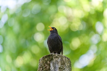 Eurasian blackbird aka The common blackbird or Turdus merula close-up portrait. Singing with open beak. Funny animal photo. Copy space.
